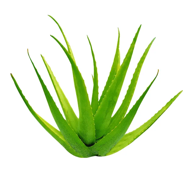 Aloe Vera Leaves