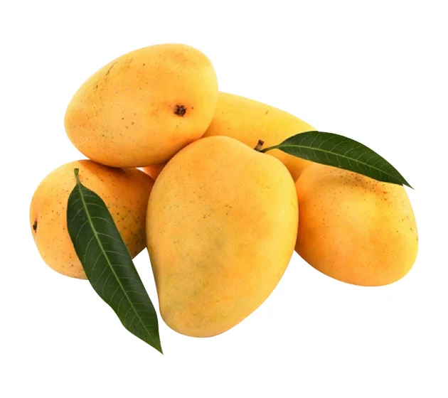 Alphanso Jotta Mangoes