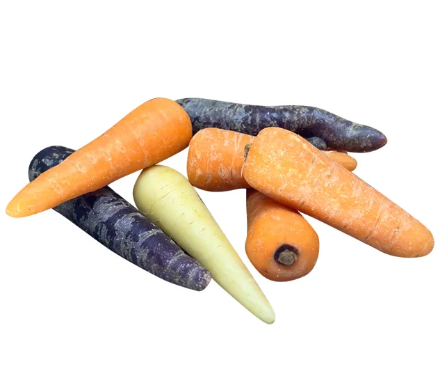 Chanterney Normal & Tri-Colour Carrots