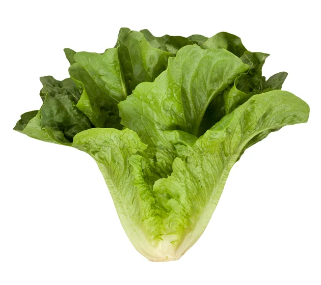 Cos,Romaine Lettuce